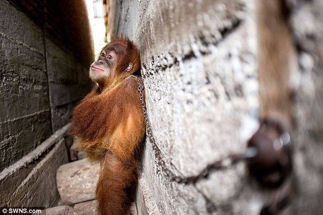 Юный орангутан целый год жил на цепи в каменном мешке