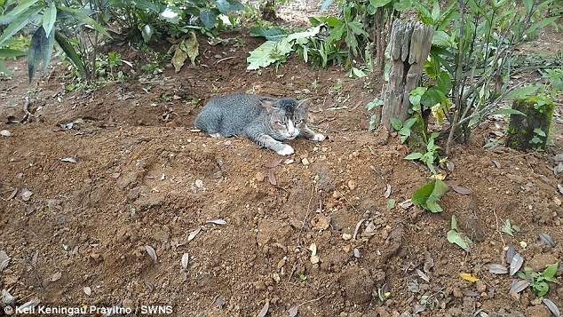 Преданная кошка уже год тоскует по хозяйке и не уходит с ее могилы