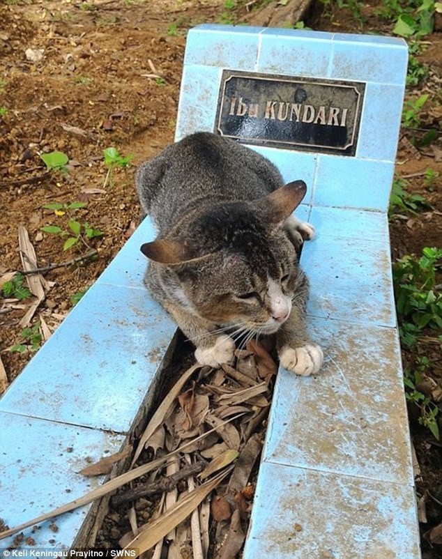 Преданная кошка уже год тоскует по хозяйке и не уходит с ее могилы