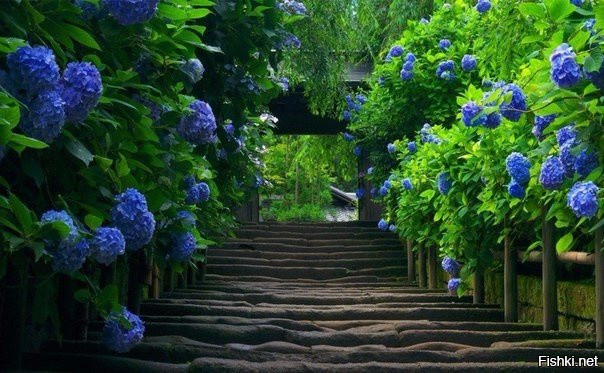 Сад гортензий — волшебная дорога в мир тишины и спокойствия, Япония
