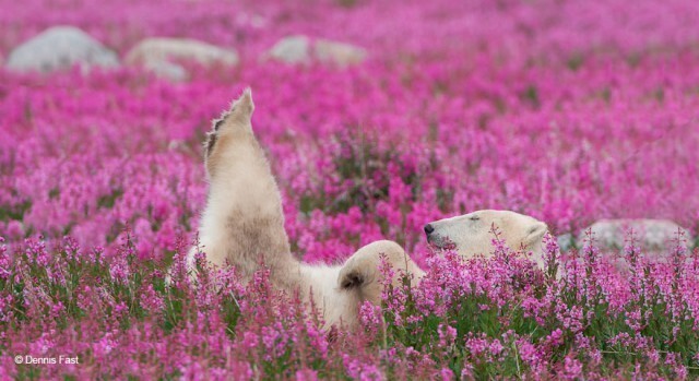Белые медведи в цветах