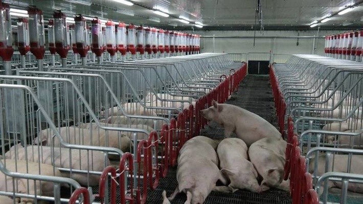 24. Новый свинокомплекс начал производство свинины в Приморье