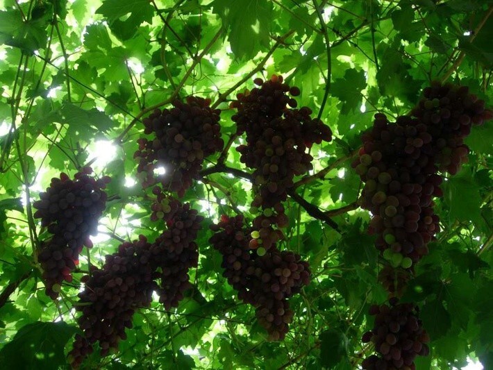 42. В Астраханской области приступили к созданию виноградных плантаций и садов черешни