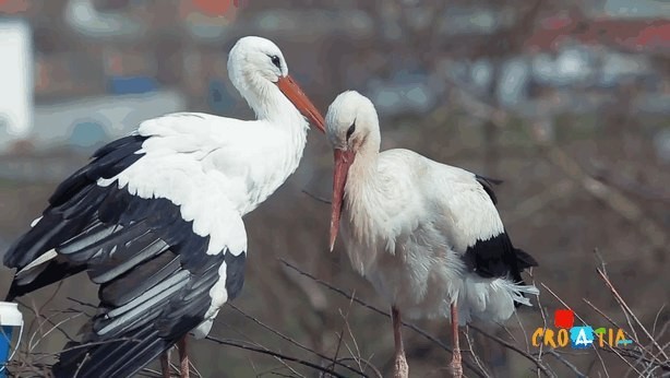 Вот уже 15 лет аист, преодолевая 13 тысяч километров, прилетает к своей раненой подруге 