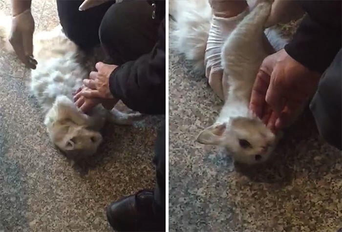 Врач-реаниматолог спас  кошку, сделав ей массаж сердца