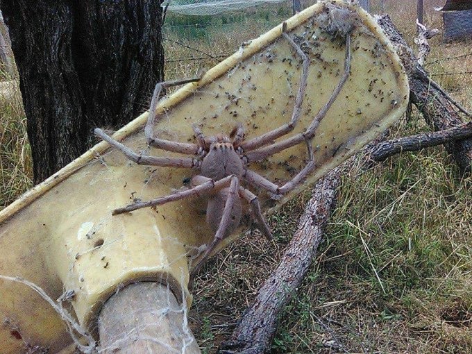 Девушка наткнулась на самого большого в мире паука