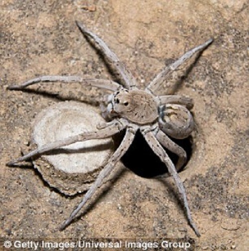 Австралийцы в ужасе от нашествия гигантских пауков!