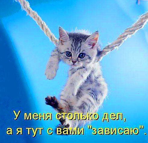Милый деловой котейка)))))﻿