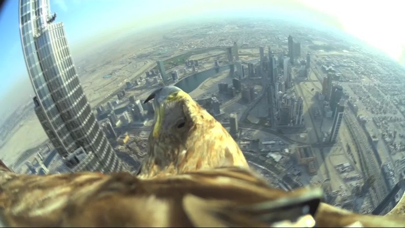 Потрясающие виды на Дубай можно наблюдать в этом ролике, снятом камерой на спине орла 