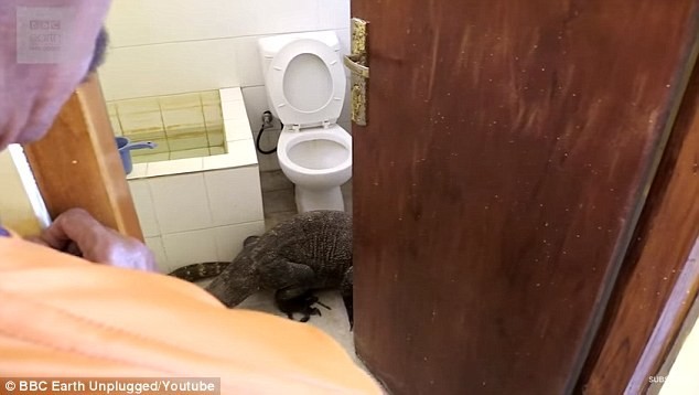 Годзилла в туалете: съемочная группа BBC обнаружила комодского варана в ванной комнате отеля