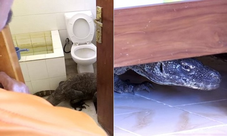 Годзилла в туалете: съемочная группа BBC обнаружила комодского варана в ванной комнате отеля