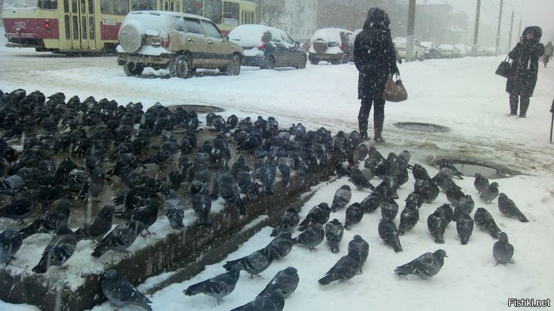 Про голубей, сегодня у нас как раз устроили сборище на одной из улиц