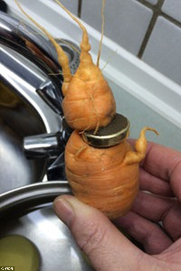 Морковь помогла пенсионеру найти потерянное обручальное кольцо