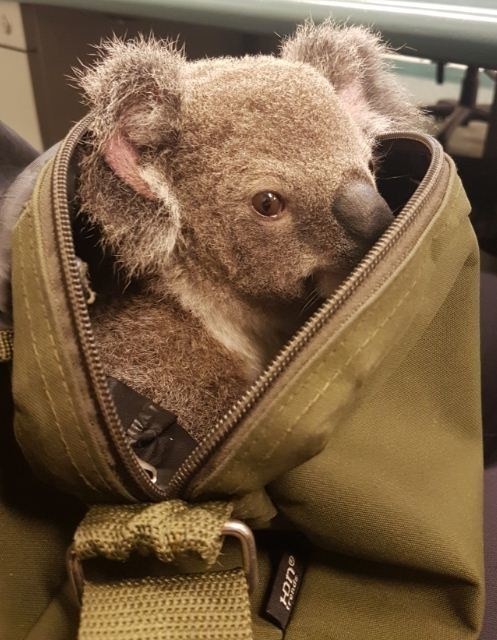 Австралийские полицейские нашли в сумке у задержанной женщины...коалу