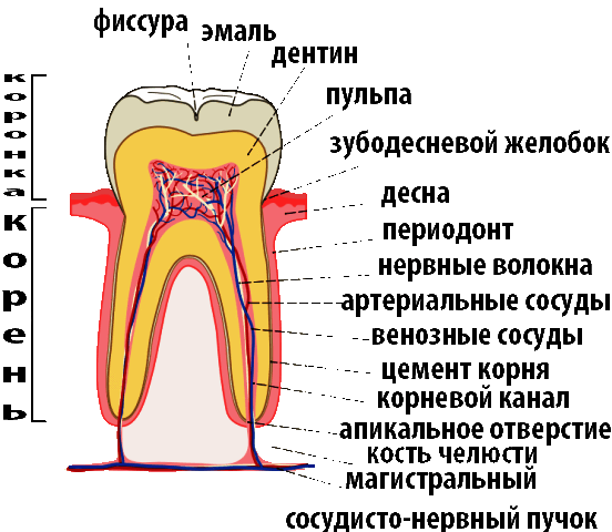 Строение зуба