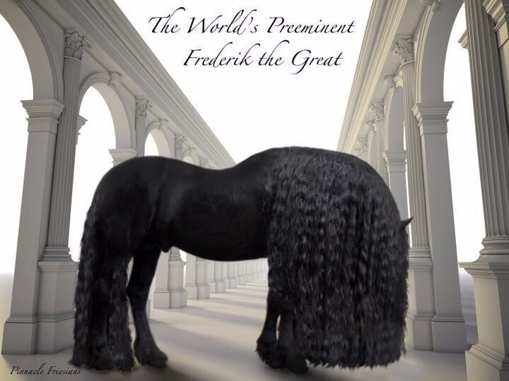 Найден самый красивый конь в мире