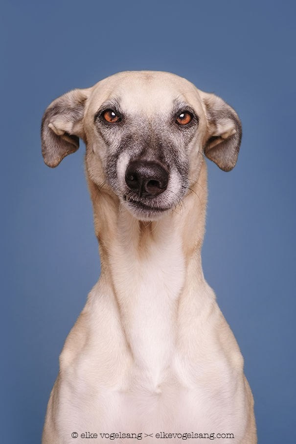 Забавные портреты собак