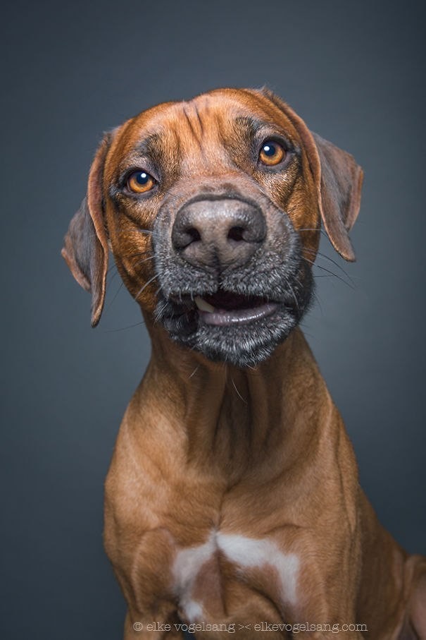 Забавные портреты собак