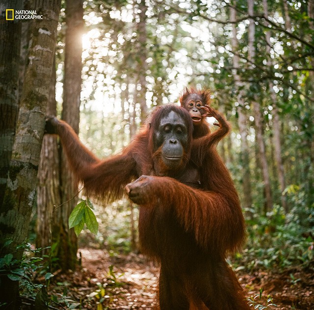 Детеныш орангутанга с матерью в национальном парке Танжунгпутинг в Борнео..