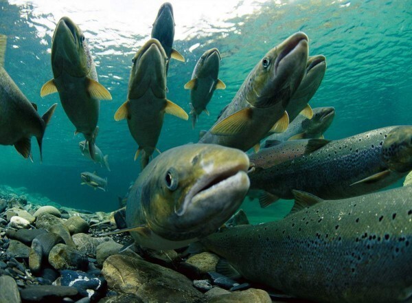 42. В Республике Кабардино-Балкария в реки выпущено несколько десятков тысяч молоди каспийского лосося