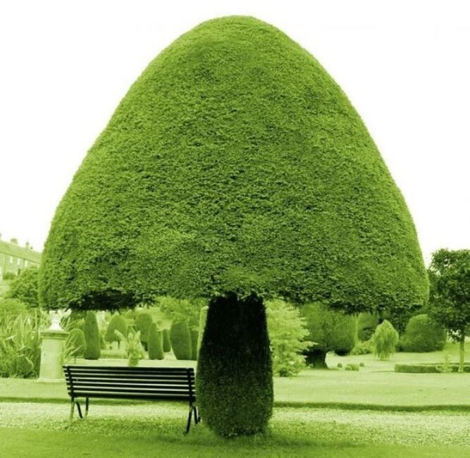 Дерево-гриб