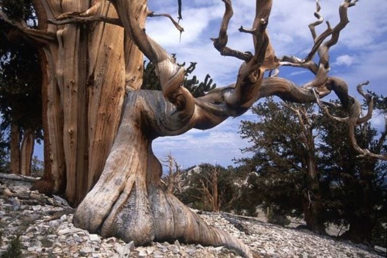 Бристлеконские сосны – самые старые деревья на планете
