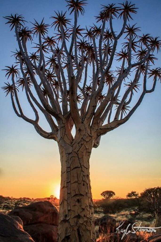 Колчанное дерево, Намибия