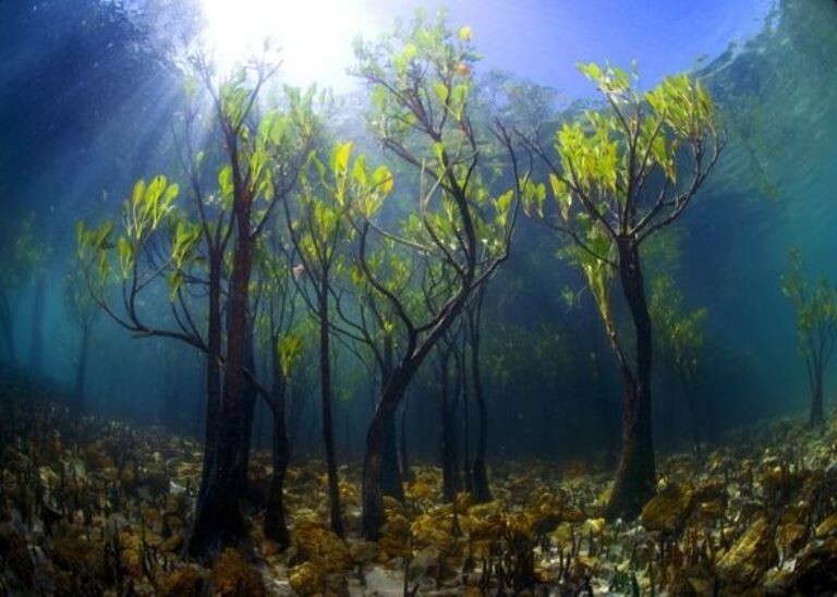 Молодые мангровые деревья под водой