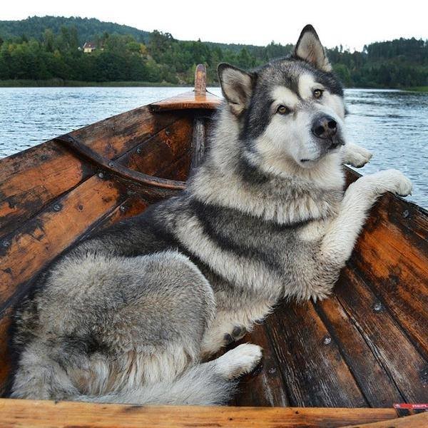 Собака в лодке 