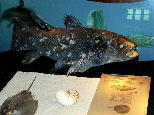 Латимерия - рыба "живое ископаемое" или целакант