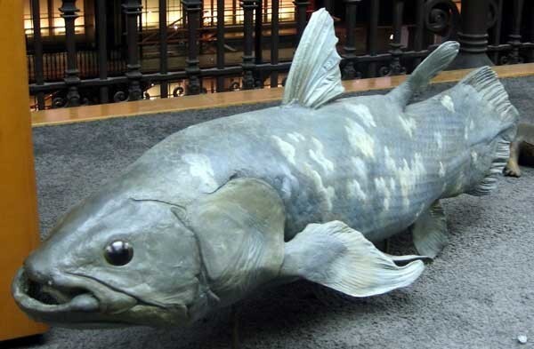 Латимерия - рыба "живое ископаемое" или целакант