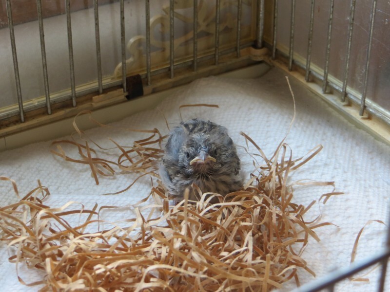 Этот птенец выпал из гнезда и умирал… Но посмотрите, что произошло через 36 дней! 