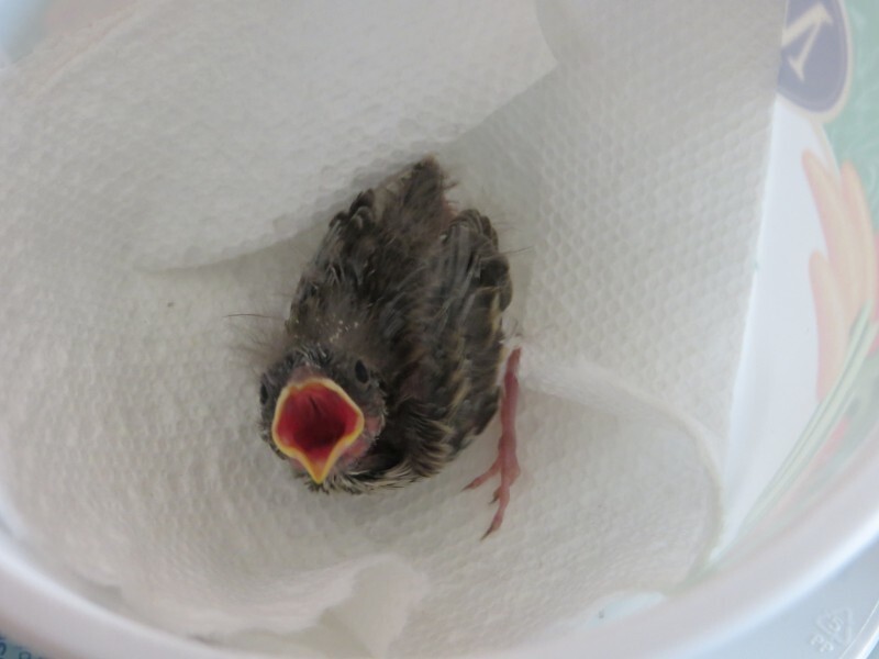Этот птенец выпал из гнезда и умирал… Но посмотрите, что произошло через 36 дней! 