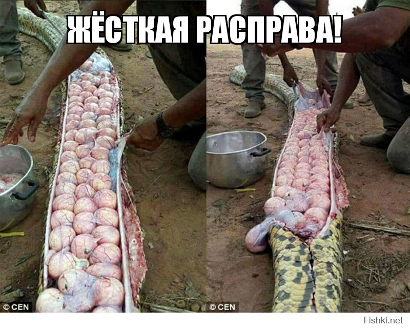 Жёсткая Расправа!