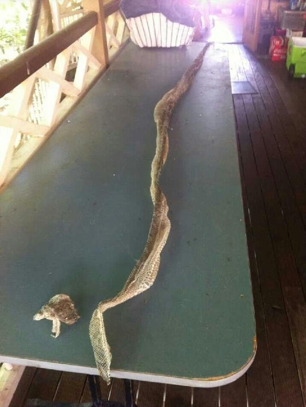 Змея длиной в три метра просто отдыхает