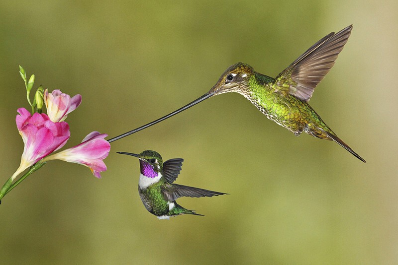 Невероятные трюки колибри