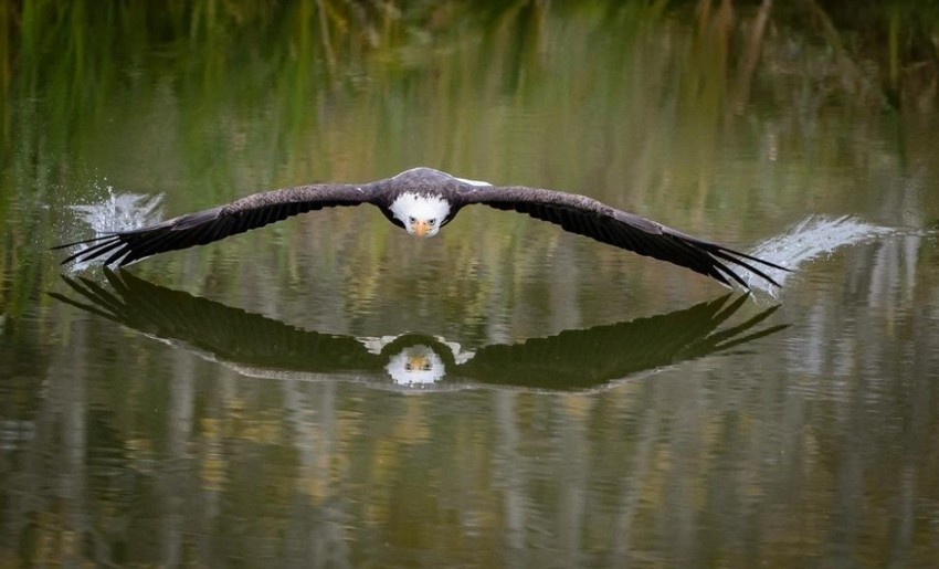 Парящий над озером орел, Канада