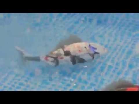 Японские рыбы-роботы 
