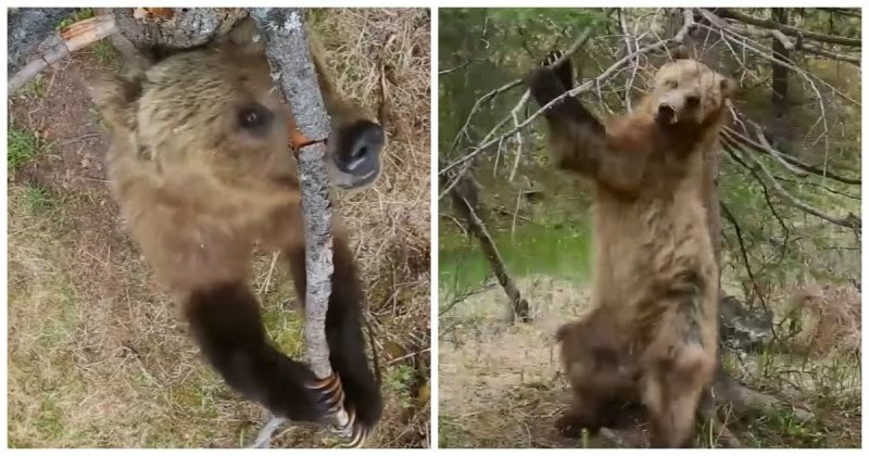 Медведи покорили интернет своими артистичными "танцами на пилоне"