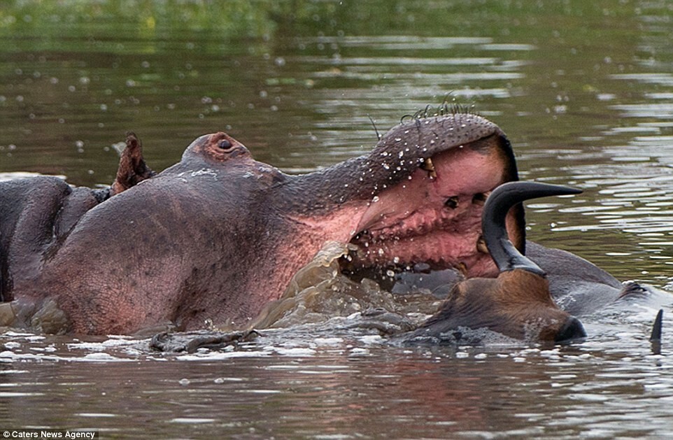 Невероятная схватка бегемота с крокодилом из-за антилопы гну от Alorous за 14 ноября 2016