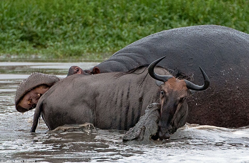 Невероятная схватка бегемота с крокодилом из-за антилопы гну от Alorous за 14 ноября 2016