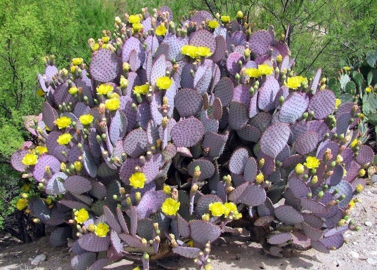 Фиолетовый кактус