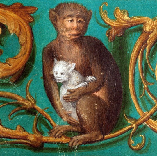 21. Котенок-сиротка усыновлен обезьяной