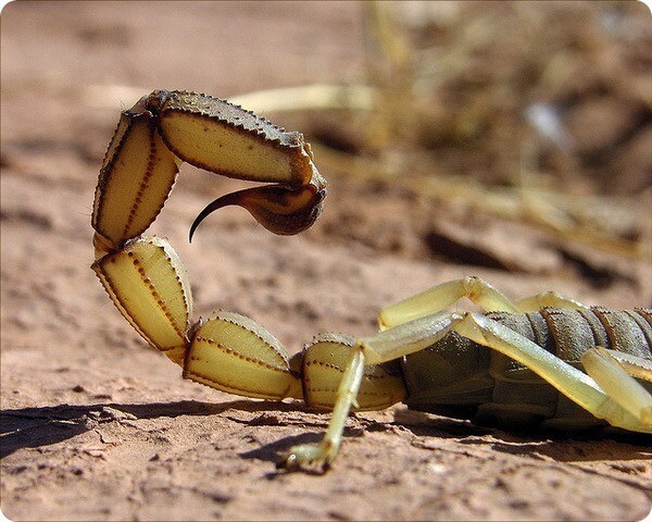 Скорпион, интересные факты