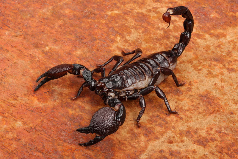 Скорпион, интересные факты