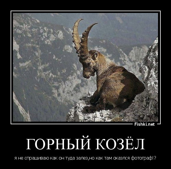 ГОРНЫЙ КОЗЁЛ