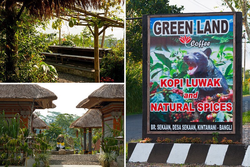 Где находятся кофейные плантации на Бали