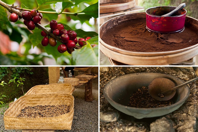 Кофе лювак (Kopi Luwak) – самый дорогой кофе в мире или за что ценится кофе из какашек