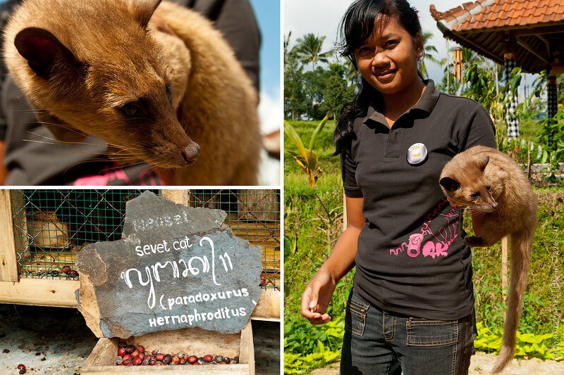 Кофе лювак (Kopi Luwak) – самый дорогой кофе в мире или за что ценится кофе из какашек