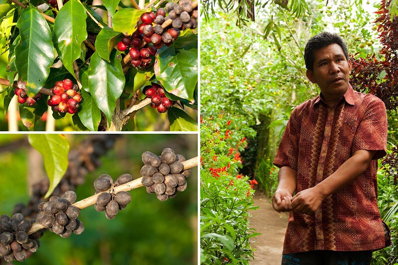 Кофе лювак (Kopi Luwak) – самый дорогой кофе в мире или за что ценится кофе из какашек